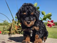 Ian, a male Havapoo for sale in Boyden, IA – 10 of 10