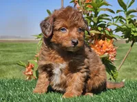 Jimmy, a male Miniature Aussiedoodle for sale in Boyden, IA – 9 of 10