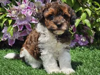 Scotty, a male Havapoo for sale in Boyden, IA – 10 of 10