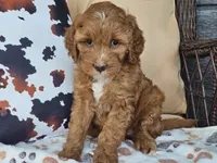 Joni, a female Miniature Goldendoodle for sale in Boyden, IA – 5 of 10