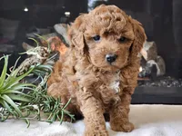 Kirby , a male Cavapoo for sale in Boyden, IA – 7 of 10
