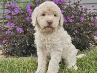 McKenzie , a female Goldendoodle for sale in Boyden, IA – 3 of 10
