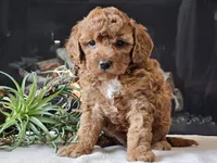 Kirby , a male Cavapoo for sale in Boyden, IA – 3 of 10