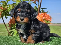 Jamy, a male Miniature Aussiedoodle for sale in Boyden, IA – 10 of 10