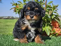Juri, a male Miniature Aussiedoodle for sale in Boyden, IA – 9 of 10