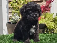 Grady, a male Cavapoo for sale in Boyden, IA – 8 of 10