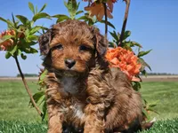 Jamie, a male Miniature Aussiedoodle for sale in Boyden, IA – 4 of 10