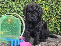 Felix, a male Whoodle for sale in Boyden, IA – 6 of 10