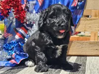 Kora, a female Bernedoodle for sale in Boyden, IA – 2 of 10