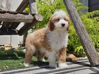 Halli, a female Miniature Aussiedoodle for sale in Boyden, IA – 10 of 10