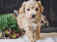 Piko, a male Maltipoo for sale in Boyden, IA – 5 of 10