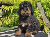 Suki, a male Miniature Bernedoodle for sale in Boyden, IA – 4 of 9