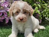 Skipper, a male Havapoo for sale in Boyden, IA – 7 of 10