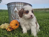Omira, a female Cavapoo for sale in Boyden, IA – 2 of 10
