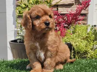 Gibson, a male Cavapoo for sale in Boyden, IA – 7 of 10
