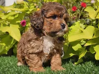 Noah, a male Shihpoo for sale in Boyden, IA – 7 of 10