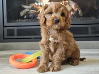 Maurice , a male Cavapoo for sale in Boyden, IA – 6 of 10