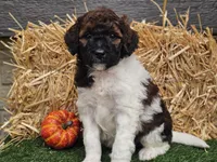 Sasha, a female Goldendoodle for sale in Boyden, IA – 10 of 10