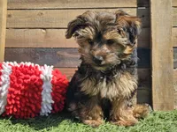 Laszlo, a male Yorkipoo for sale in Boyden, IA – 9 of 10