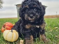 Bear, a male Havapoo for sale in Boyden, IA – 9 of 10