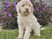 McKenzie , a female Goldendoodle for sale in Boyden, IA – 5 of 10