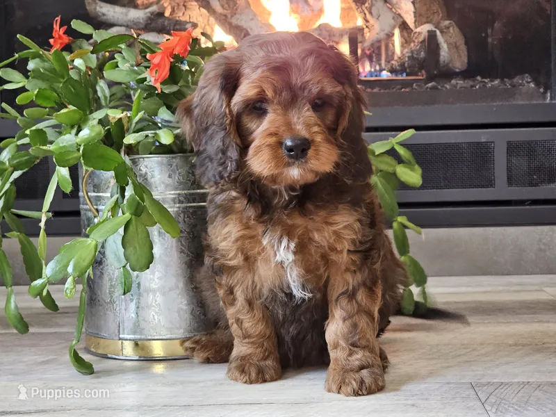 Gilligan  – Cavapoo puppy for sale in Boyden, IA