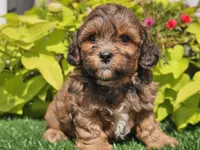 Nash, a male Shihpoo for sale in Boyden, IA – 5 of 10