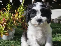 Gilbert , a male Cavapoo for sale in Boyden, IA – 5 of 10