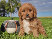 Joey, a male Cavapoo for sale in Boyden, IA – 8 of 10