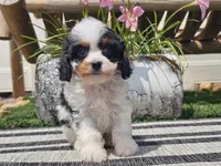 Truman, a male Cavapoo for sale in Boyden, IA – 4 of 10