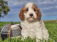 Jinx, a male Cavapoo for sale in Boyden, IA – 9 of 10