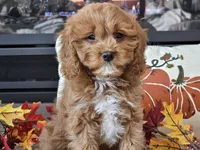 Teeter, a female Cavapoo for sale in Boyden, IA – 2 of 10