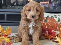 Renee, a female Cavapoo for sale in Boyden, IA – 2 of 10