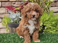 Django, a male Poodle - Miniature  for sale in Boyden, IA – 4 of 10