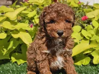 Peanut , a male Poodle - Miniature  for sale in Boyden, IA – 3 of 10