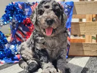 Kyros, a male Bernedoodle for sale in Boyden, IA – 10 of 10