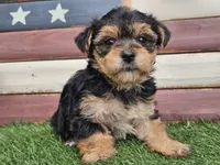 Kala, a female Morkie for sale in Boyden, IA – 9 of 10