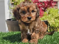 Gianna , a female Cavapoo for sale in Boyden, IA – 9 of 10