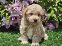 Sunny, a male Havapoo for sale in Boyden, IA – 1 of 10