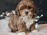 Milan, a male Shihpoo for sale in Boyden, IA – Photo 4 of 10