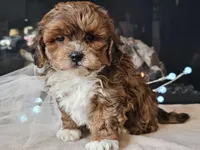 Milan, a male Shihpoo for sale in Boyden, IA – Photo 6 of 10