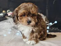 Milan, a male Shihpoo for sale in Boyden, IA – Photo 3 of 10