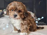 Milan, a male Shihpoo for sale in Boyden, IA – Photo 8 of 10