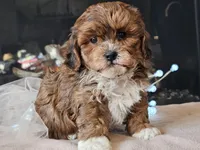 Milan, a male Shihpoo for sale in Boyden, IA – Photo 7 of 10