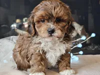 Milan, a male Shihpoo for sale in Boyden, IA – Photo 10 of 10