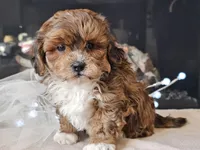 Milan, a male Shihpoo for sale in Boyden, IA – Photo 5 of 10