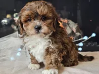 Milan, a male Shihpoo for sale in Boyden, IA – Photo 1 of 10