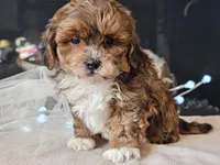 Milan, a male Shihpoo for sale in Boyden, IA – Photo 2 of 10