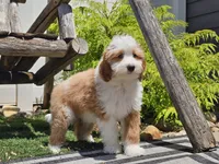Halli, a female Miniature Aussiedoodle for sale in Boyden, IA – 7 of 10