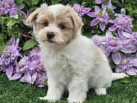 Cruz, a male Havapoo for sale in Boyden, IA – 8 of 10